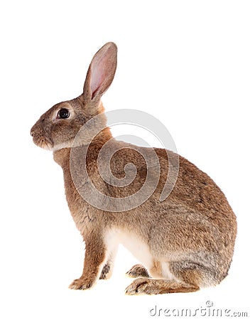 Brown rabbit,isolated. Stock Photo
