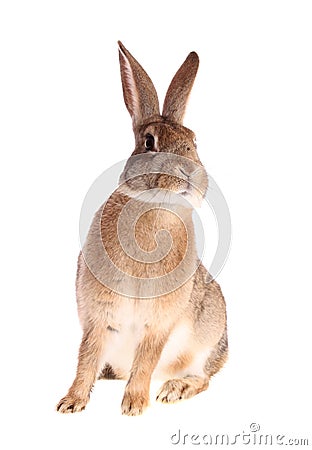 Brown rabbit, isolated. Stock Photo