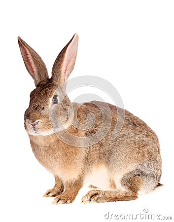 Brown rabbit, isolated. Stock Photo