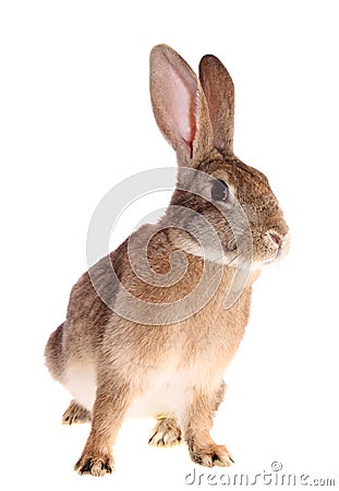Brown rabbit, isolated. Stock Photo