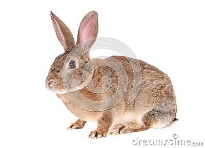 Brown rabbit, isolated Stock Photo