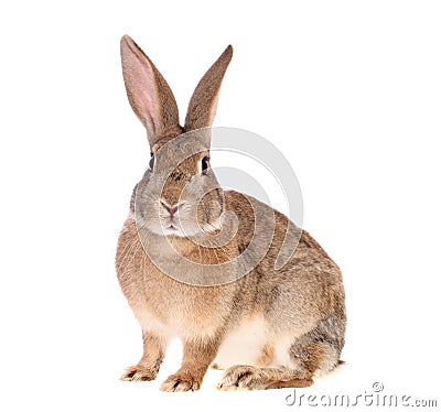 Brown rabbit, isolated. Stock Photo