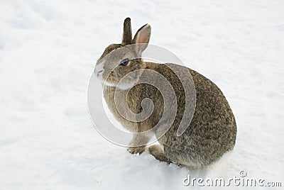 Brown rabbit in snow Stock Photo