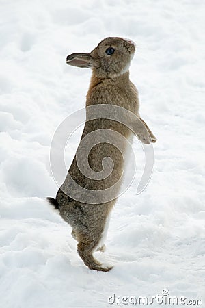 Brown rabbit standing on his backfeet in snow Stock Photo