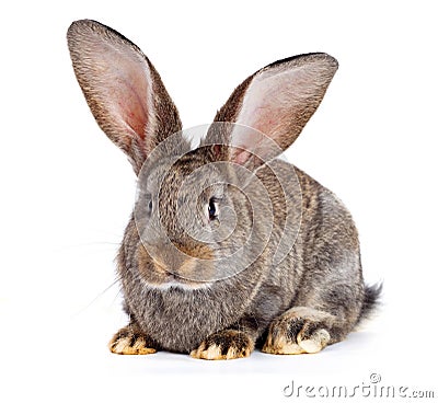 Brown rabbit on white background Stock Photo