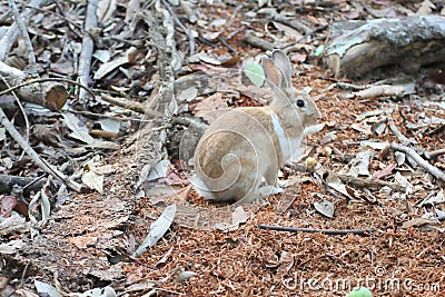 Brown Rabbits are in the wild. Stock Photo