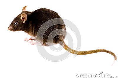 Brown Rat Stock Photo