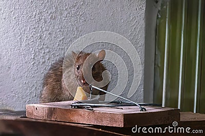 Brown Rat near a mousetrap Stock Photo