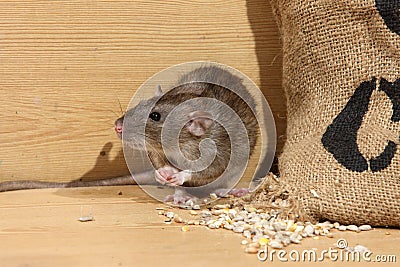 Brown rat, Rattus norvegicus Stock Photo