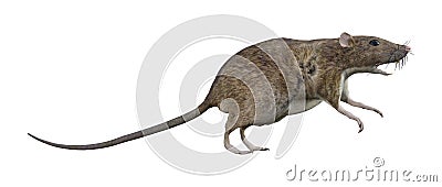 Brown Rat on White Stock Photo