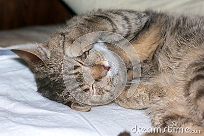 A brown red cat sleeps sweetly on the bed Stock Photo