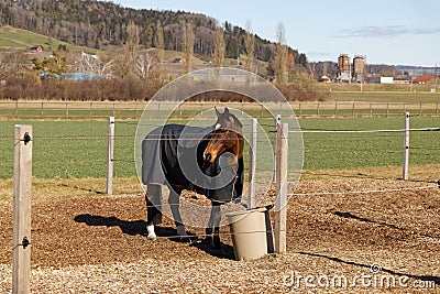 brown red horse in the box, eating oats, brown bucket, blue blanket protects the animal from cold weather and annoying insects, Stock Photo