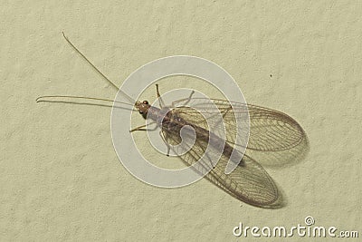 Brown-red neuroptera or lacewing macro on a plaster wall, selective focus Stock Photo