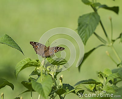 à¸ºBrown and red spotted butterfly on green leafs Stock Photo