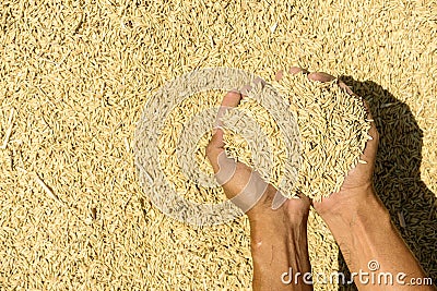 Brown rice on farmer hands Stock Photo