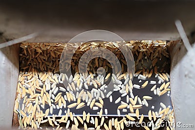 Brown rice flowing from old wooden rice milling machine during work. Organic milled rice processing local industry equipment in Stock Photo