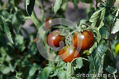 Brown ripe tomatoes in garden Stock Photo