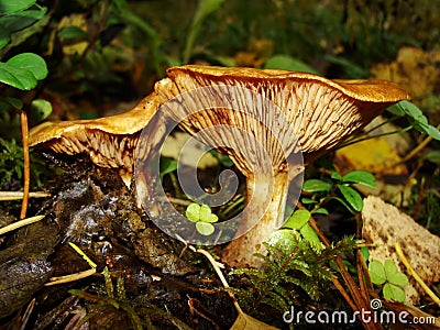 Brown Roll Rim, Poison Pax or Common Roll Rim Paxillus involutus poisonous mushroom in summer forest. Autumn weird mushroom Stock Photo