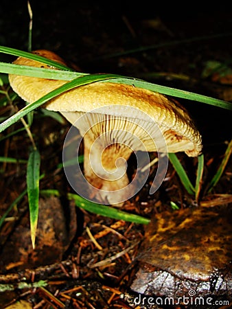 Brown Roll Rim, Poison Pax or Common Roll Rim Paxillus involutus poisonous mushroom in summer forest. Autumn weird mushroom Stock Photo