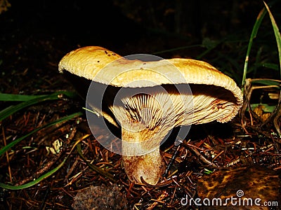 Brown Roll Rim, Poison Pax or Common Roll Rim Paxillus involutus poisonous mushroom in summer forest. Autumn weird mushroom Stock Photo