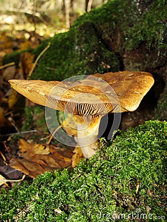 Brown Roll Rim, Poison Pax or Common Roll Rim Paxillus involutus poisonous mushroom in summer forest. Autumn weird mushroom Stock Photo