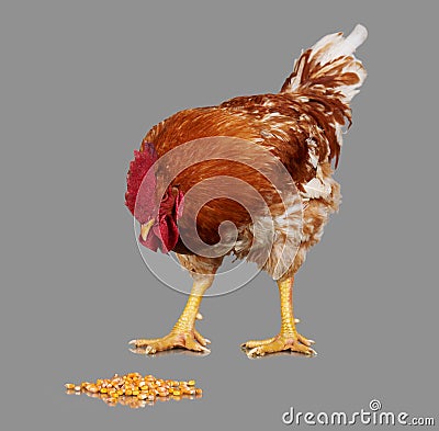 Brown rooster eat corn seed, gray background, live chicken, one closeup farm animal Stock Photo