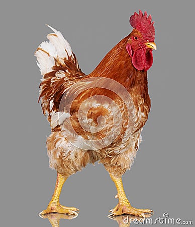 Brown rooster on gray background, live chicken, one closeup farm animal Stock Photo