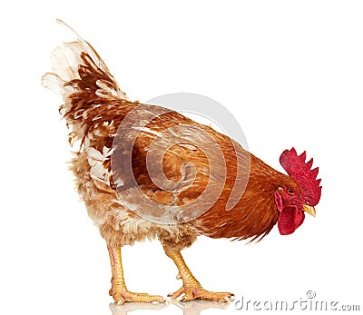 Brown rooster on white background, isolated object, live chicken, one closeup farm animal Stock Photo