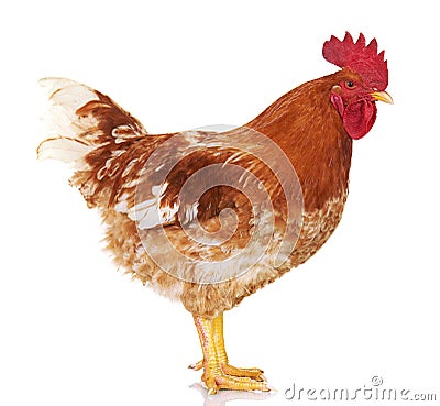 Brown rooster on white background, isolated object, live chicken, one closeup farm animal Stock Photo