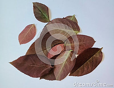 Brown rose leafs on isolate white background Stock Photo