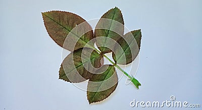 Brown rose leaves Stock Photo