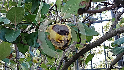 Brown Rot of a Quince Fruit Stock Photo