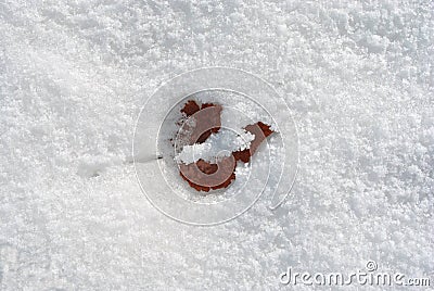 Brown rotten leaf covered with white snow Stock Photo