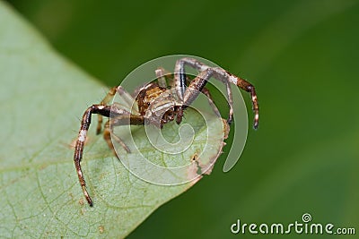 A brown running crab spider Stock Photo