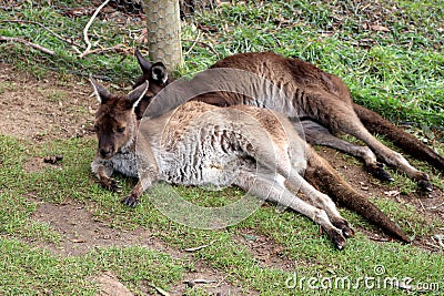 Brown's pademelon wallaby (Thylogale browni) resting in a zoo : (pix Sanjiv Shukla) Stock Photo