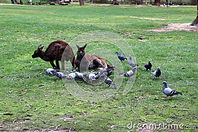 Brown's pademelon wallaby (Thylogale browni) resting in a zoo : (pix Sanjiv Shukla) Stock Photo