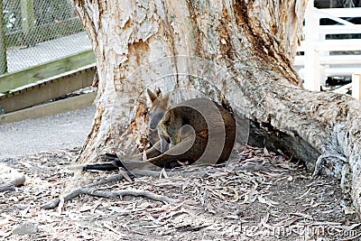 Brown's pademelon wallaby (Thylogale browni) resting in a zoo : (pix Sanjiv Shukla) Stock Photo