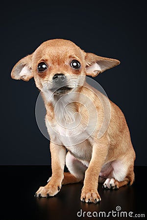 Brown scared chihuahua puppy Stock Photo