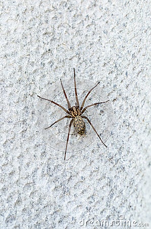 Brown scary spider predator insect on a light background in the wild Stock Photo