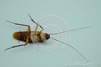 Brown scorpion lying on its back on a white background. Stock Photo