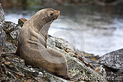 The brown seal Stock Photo