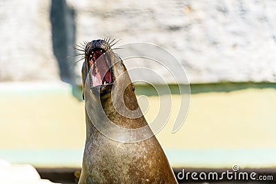 Brown Seal Head Stock Photo