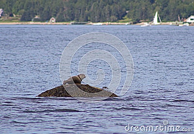 Brown seal on a ledge by ocean Stock Photo