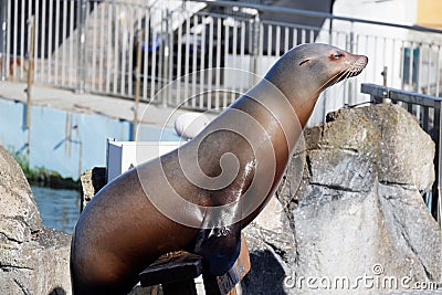 The brown seal is standing on the stone at the zoo Stock Photo