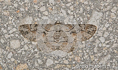 Brown-shaded gray moth (Iridopsis defectaria) insect camouflaged on wall. Stock Photo