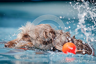 Brown shaggy dog playing in clear blue water with a ball to one side. Stock Photo