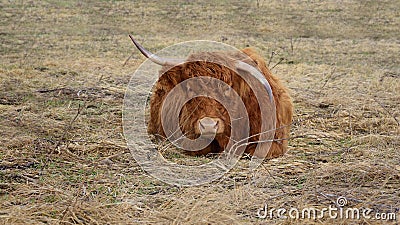 A brown shaggy highland cattle lies on the dry grass and looks relaxed into the camera with bent long horns Stock Photo