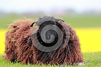 Brown sheep Stock Photo