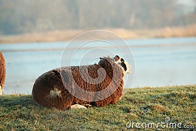 One brown sheep is laying on a dike Stock Photo