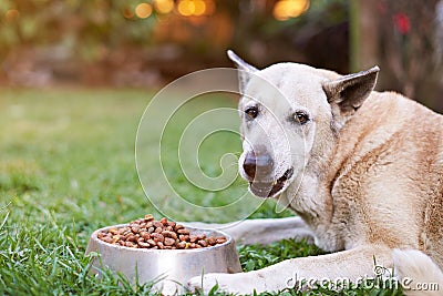 Brown shepherd closeup eating from metal bowl Stock Photo